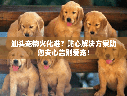 汕头宠物火化难？贴心解决方案助您安心告别爱宠！
