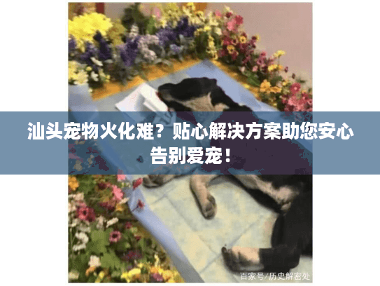 汕头宠物火化难？贴心解决方案助您安心告别爱宠！