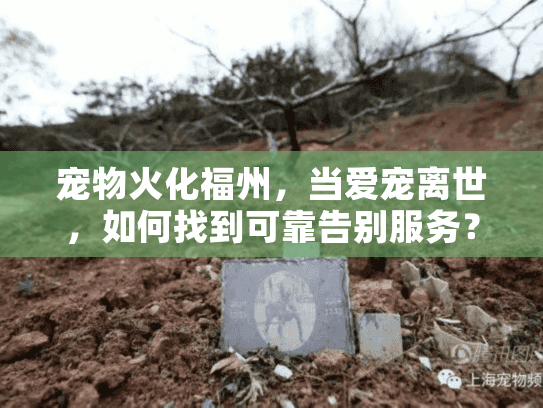 宠物火化福州，当爱宠离世，如何找到可靠告别服务？