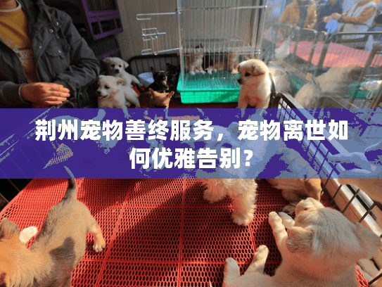 荆州宠物善终服务，宠物离世如何优雅告别？