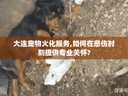 大连宠物火化服务,如何在悲伤时刻提供专业关怀?