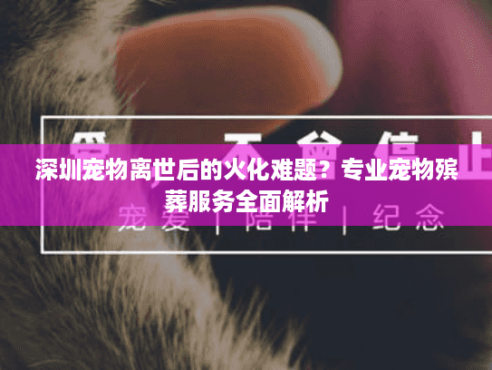深圳宠物离世后的火化难题？专业宠物殡葬服务全面解析