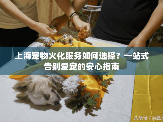 上海宠物火化服务如何选择？一站式告别爱宠的安心指南