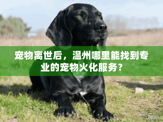 宠物离世后，温州哪里能找到专业的宠物火化服务？
