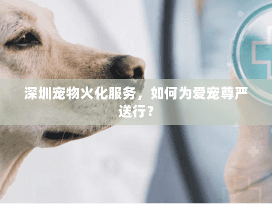 深圳宠物火化服务，如何为爱宠尊严送行？