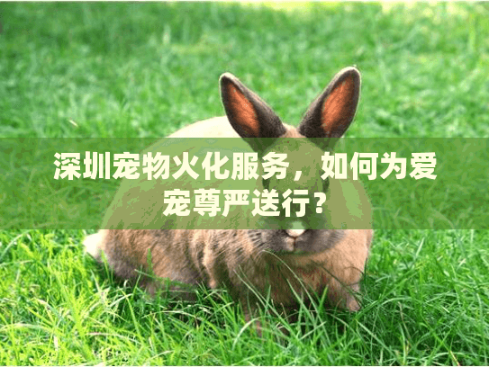 深圳宠物火化服务，如何为爱宠尊严送行？