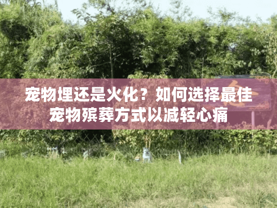 宠物埋还是火化？如何选择最佳宠物殡葬方式以减轻心痛