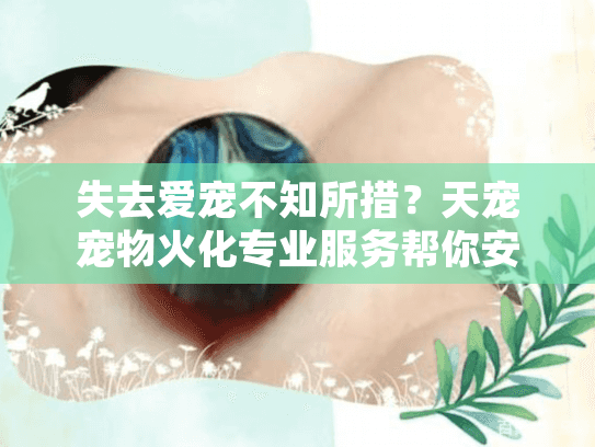 失去爱宠不知所措？天宠宠物火化专业服务帮你安心告别