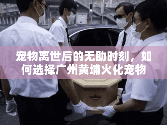 宠物离世后的无助时刻，如何选择广州黄埔火化宠物专业服务指南