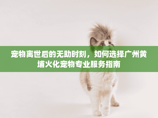 宠物离世后的无助时刻，如何选择广州黄埔火化宠物专业服务指南
