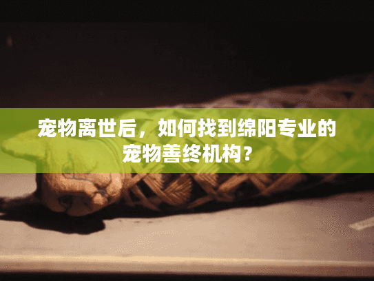 宠物离世后，如何找到绵阳专业的宠物善终机构？
