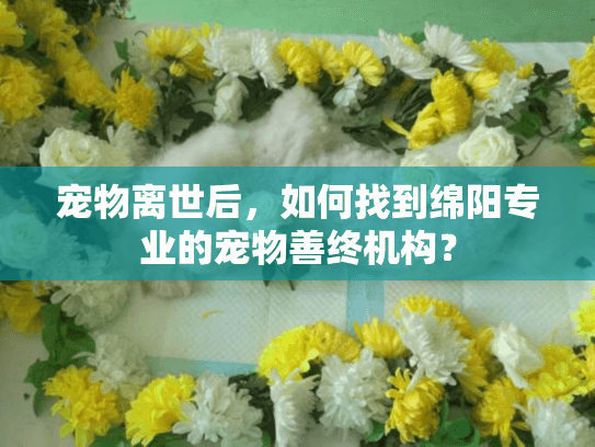 宠物离世后，如何找到绵阳专业的宠物善终机构？