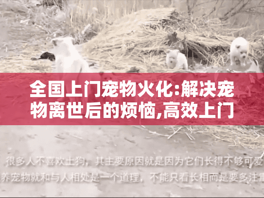 全国上门宠物火化:解决宠物离世后的烦恼,高效上门服务流程