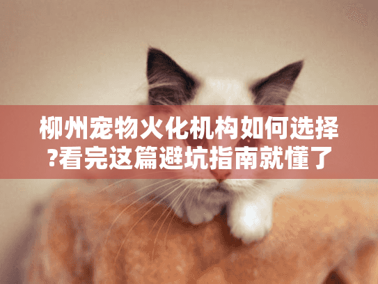 柳州宠物火化机构如何选择?看完这篇避坑指南就懂了