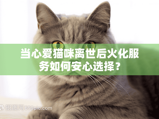 当心爱猫咪离世后火化服务如何安心选择？