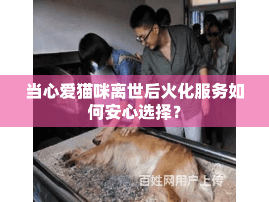 当心爱猫咪离世后火化服务如何安心选择？