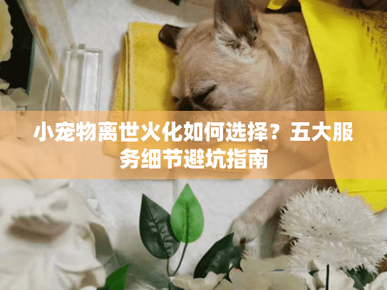 小宠物离世火化如何选择？五大服务细节避坑指南