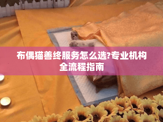 布偶猫善终服务怎么选?专业机构全流程指南