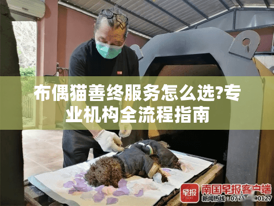 布偶猫善终服务怎么选?专业机构全流程指南