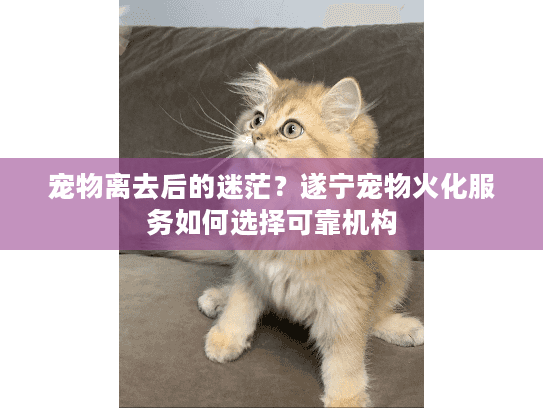 宠物离去后的迷茫？遂宁宠物火化服务如何选择可靠机构