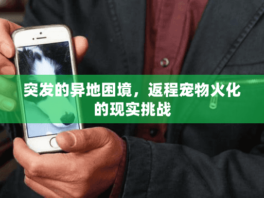 突发的异地困境，返程宠物火化的现实挑战