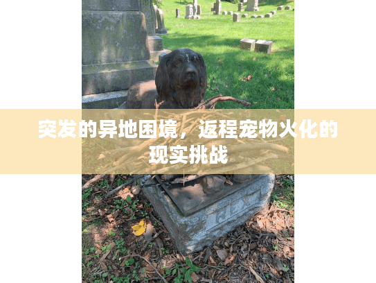 突发的异地困境，返程宠物火化的现实挑战