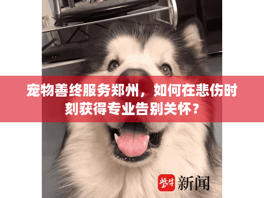 宠物善终服务郑州，如何在悲伤时刻获得专业告别关怀？