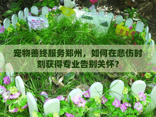 宠物善终服务郑州，如何在悲伤时刻获得专业告别关怀？