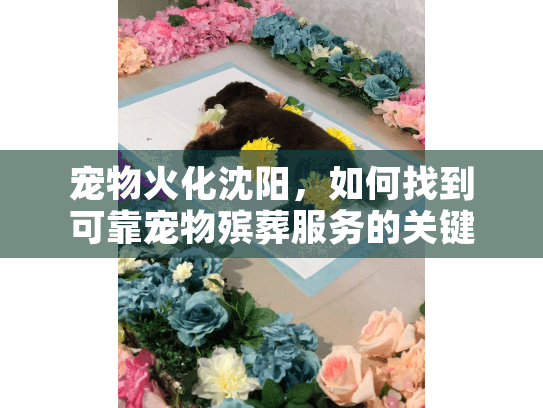 宠物火化沈阳，如何找到可靠宠物殡葬服务的关键指南