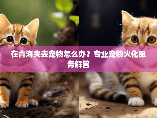 在青海失去宠物怎么办？专业宠物火化服务解答