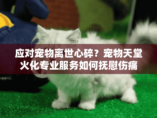 应对宠物离世心碎？宠物天堂火化专业服务如何抚慰伤痛