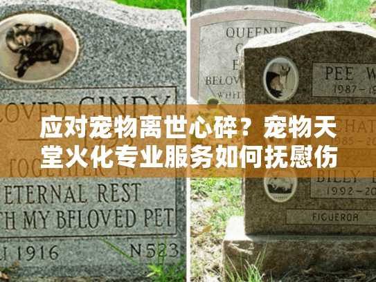 应对宠物离世心碎？宠物天堂火化专业服务如何抚慰伤痛