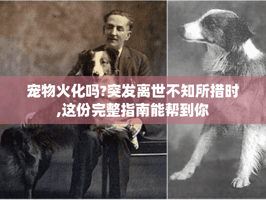 宠物火化吗?突发离世不知所措时,这份完整指南能帮到你