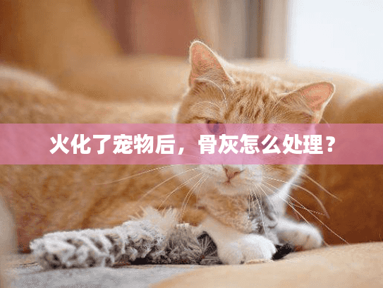 火化了宠物后，骨灰怎么处理？