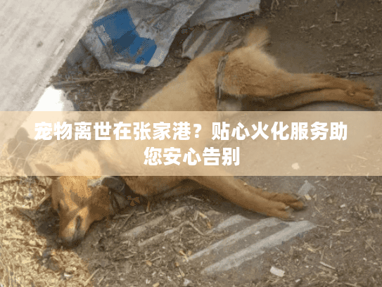 宠物离世在张家港？贴心火化服务助您安心告别