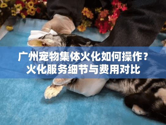 广州宠物集体火化如何操作？火化服务细节与费用对比