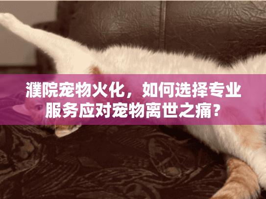 濮院宠物火化，如何选择专业服务应对宠物离世之痛？