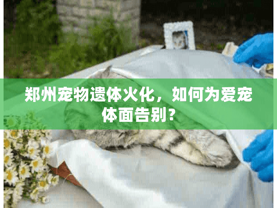郑州宠物遗体火化，如何为爱宠体面告别？