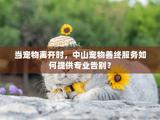 当宠物离开时，中山宠物善终服务如何提供专业告别？