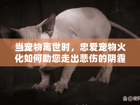 当宠物离世时，忠爱宠物火化如何助您走出悲伤的阴霾？