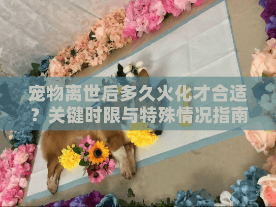 宠物离世后多久火化才合适？关键时限与特殊情况指南