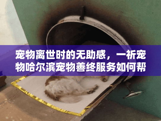 宠物离世时的无助感，一祈宠物哈尔滨宠物善终服务如何帮你安心处理？