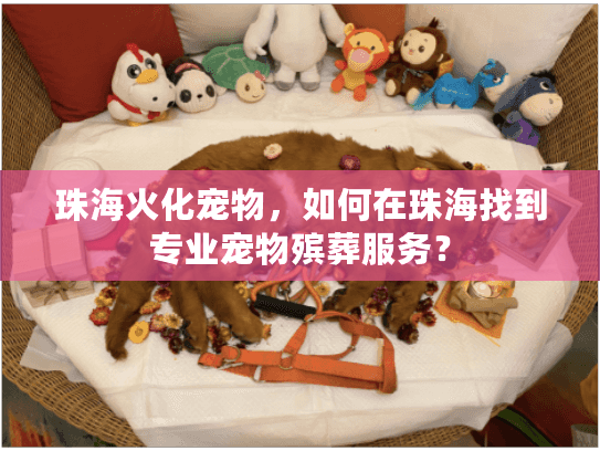 珠海火化宠物，如何在珠海找到专业宠物殡葬服务？
