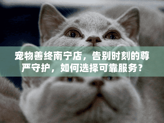 宠物善终南宁店，告别时刻的尊严守护，如何选择可靠服务？