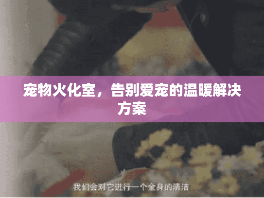 宠物火化室，告别爱宠的温暖解决方案
