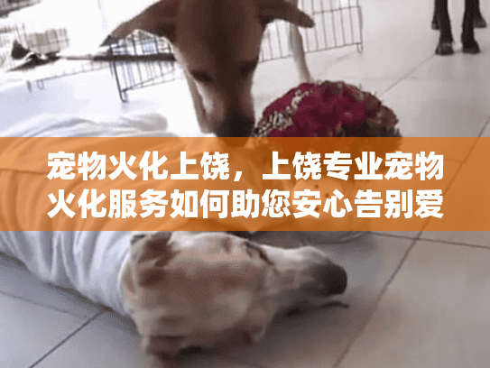 宠物火化上饶，上饶专业宠物火化服务如何助您安心告别爱宠？