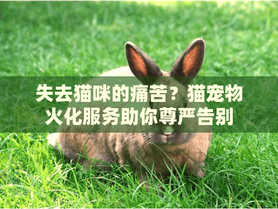 失去猫咪的痛苦？猫宠物火化服务助你尊严告别