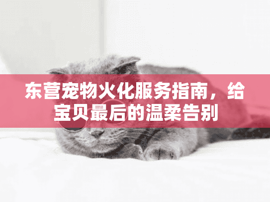 东营宠物火化服务指南，给宝贝最后的温柔告别