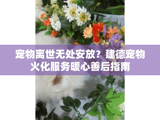 宠物离世无处安放？建德宠物火化服务暖心善后指南