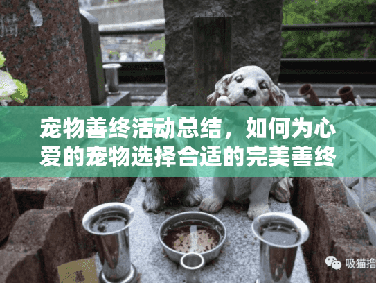 宠物善终活动总结，如何为心爱的宠物选择合适的完美善终服务？